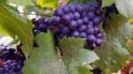 В крымском Судаке началась закладка новых виноградников