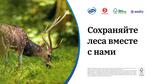 FSC России, бренд Zewa и «Пятёрочка» запускают совместный онлайн-тест о важности эко-маркировок