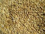 В Курчатовском институте создали высокопитательные сорта пшеницы и ячменя