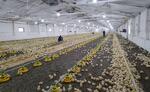 В Чердаклинском районе Ульяновской области после семилетнего перерыва открылась птицефабрика