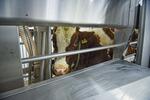 Первая роботизированная молочная ферма открылась в Амурской области