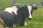 Микс бары для коров как способ оптимизировать затраты на ферме