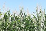 Два «вечнозеленых» гибрида кормовой кукурузы создали индийские ученые