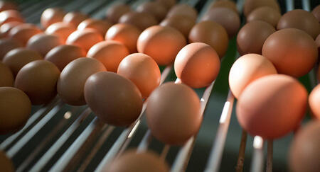 Российский производитель яиц внедрил дополненную реальность в свою продукцию