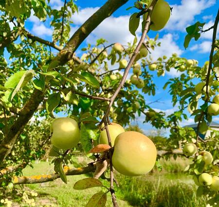 Инвестор намерен создать в КЧР комплекс по выращиваю яблок и плодохранилище