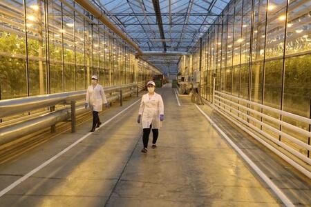 В Нижегородской области запущено первое в регионе производство овощей по технологии светокультуры