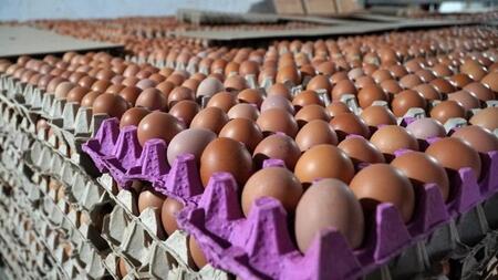 Птицефабрика в Буйнакском районе Дагестана увеличила производство яиц до 20 млн штук в год