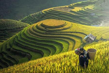 В Китае собрали урожай «космического риса»