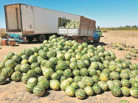 В Астрахани впервые соберут урожай органических арбузов