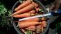 Морковь столовая оптом оптом в Кемерово