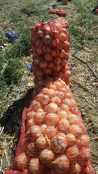 ВЫГОДНО!!!! оптовая продажа лука и моркови от производителя