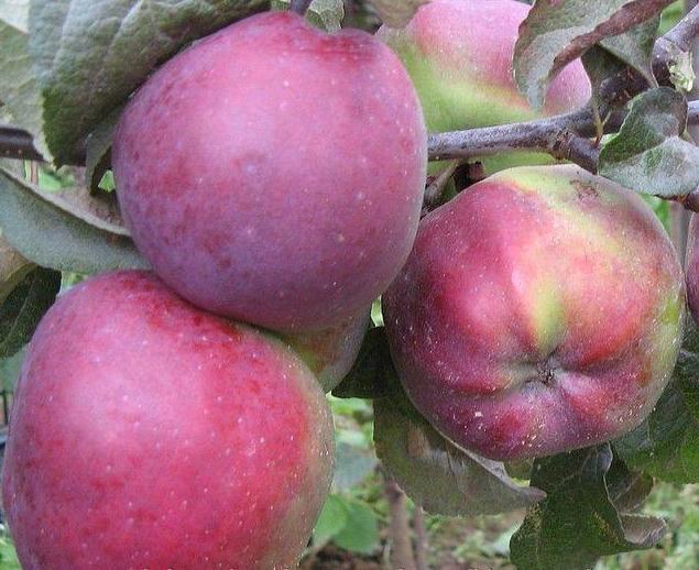 Саженцы яблони оптом от производителя РБ.