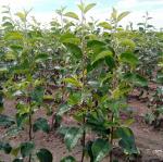 Саженцы яблони оптом от производителя РБ. - Раздел: Товары для садоводов и огородников