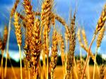 Пшеница Радуга