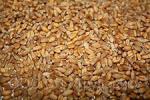 Семена Пшеницы сорта Икар, Радуга, Ирень, Омская-36
