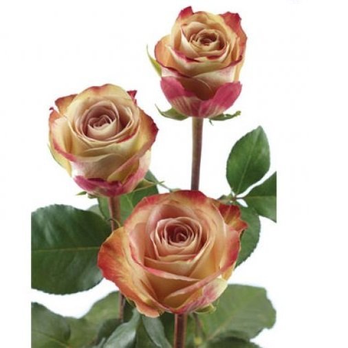 Розы Кения, Fleur Africa, 50 см