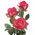 Розы Эквадор, STANDART PREMIUM, 90 см