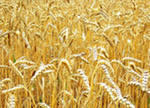 Пшеница яровая