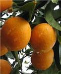 Апельсины Вашингтон