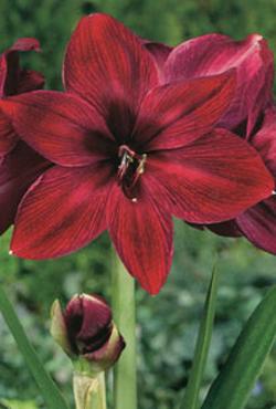 Луковицы амариллисов Red Pearl Луковицы амариллисов Red Pearl