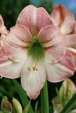 Луковицы амариллисов Apple Blossom Луковицы амариллисов Apple Blossom