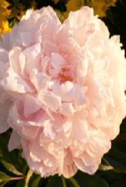 Корень пиона Sarah Bernhardt Корень пиона Sarah Bernhardt