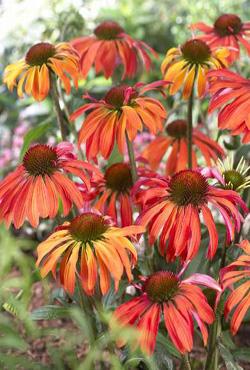 Корни эхинацеи Echinacea Summer Coctail Корни эхинацеи Echinacea Summer Coctail