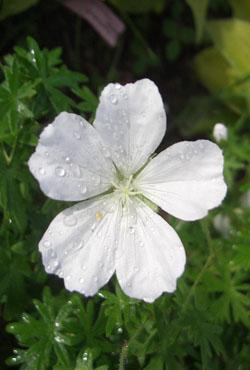 Корни герани Sang. Alba Корни герани Sang. Alba