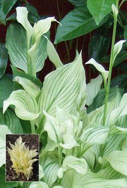Корни хосты White Feather Корни хосты White Feather