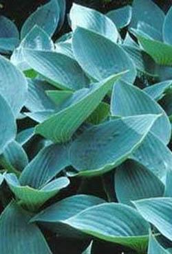 Корни хосты Canadian Blue Корни хосты Canadian Blue