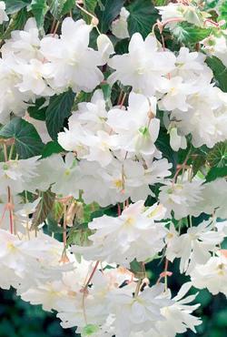 Луковицы бегонии Illumination White Луковицы бегонии Illumination White