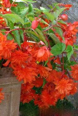 Луковицы бегонии Pendula Orange Луковицы бегонии Pendula Orange