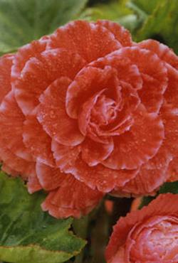 Луковицы бегонии Lace Apricot Луковицы бегонии Lace Apricot