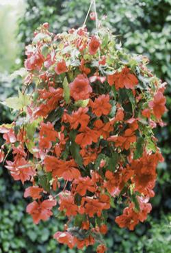 Луковицы бегонии Illumination Salmon Pink Луковицы бегонии Illumination Salmon Pink
