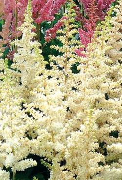 Луковицы цветов Astilbe White