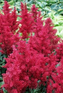 Луковицы цветов Astilbe Red