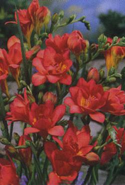 Луковицы цветов Freesia Double Red