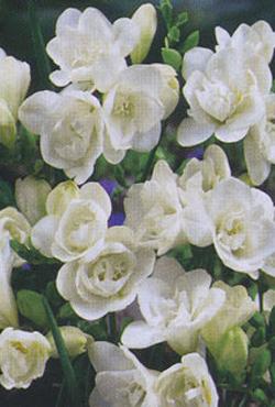 Луковицы цветов Freesia Double White