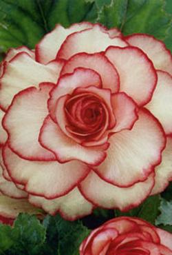 Луковицы бегонии Picotee White-Red Луковицы бегонии Picotee White-Red