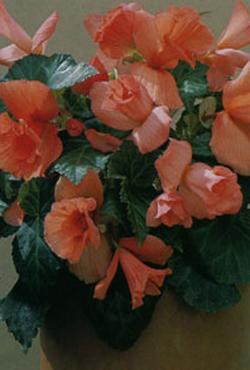 Луковицы бегонии Daffodil Луковицы бегонии Daffodil