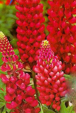 Луковицы цветов Lupinus Russel Red