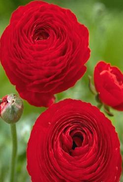 Луковицы цветов Ranunculus Red