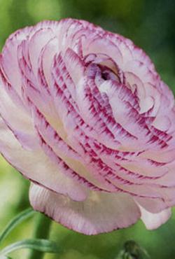 Луковицы цветов Ranunculus Picotee Pink