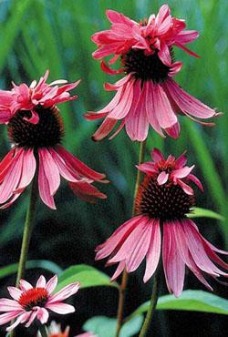Луковицы цветов Echinacea Double Decker