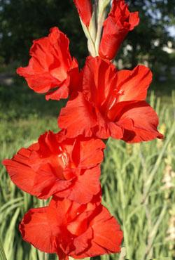 Луковицы гладиолусов Fire Ruffle (Файер Раффле) Луковицы гладиолусов Fire Ruffle (Файер Раффле)
