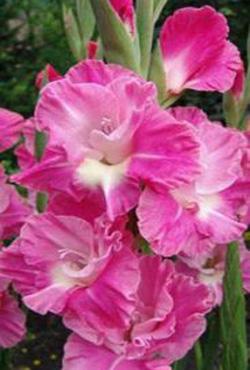 Луковицы гладиолусов Pink Perrot(Пинк Пэррот) Луковицы гладиолусов Pink Perrot(Пинк Пэррот)