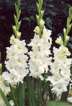 Луковицы гладиолусов Snowy Ruffle Луковицы гладиолусов Snowy Ruffle