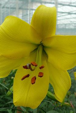Луковицы лилий трубчатых Golden Splendour