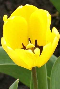 Луковицы тюльпанов дарвинов гибридов Golden Apeldoorn
