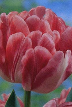 Луковицы тюльпанов махровых ранних Foxtrot(Фокстрот)